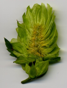 Doorsnede Santiam hopbel